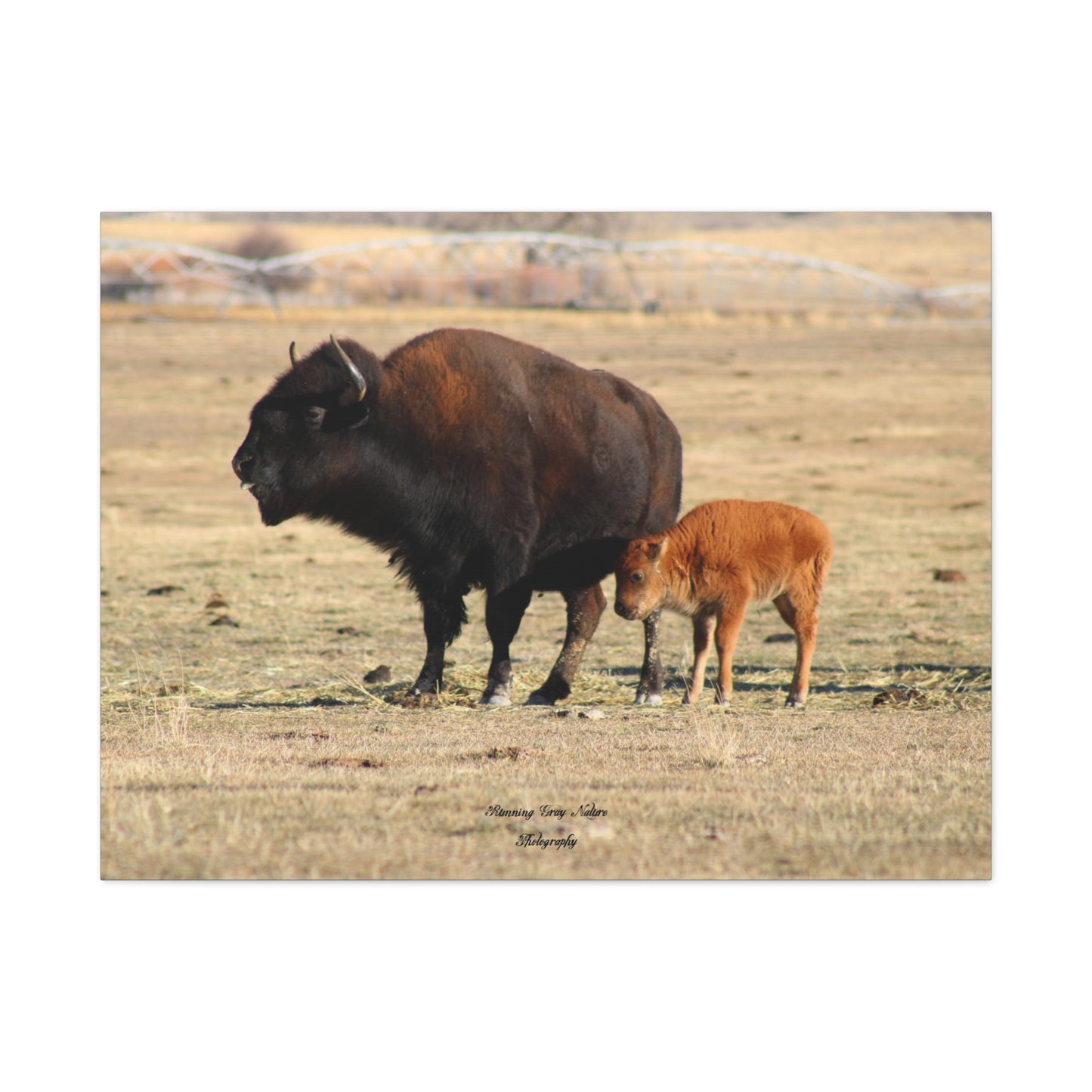 Momma and Baby Buffalo Matte Canvas, Stretched, 1.25"