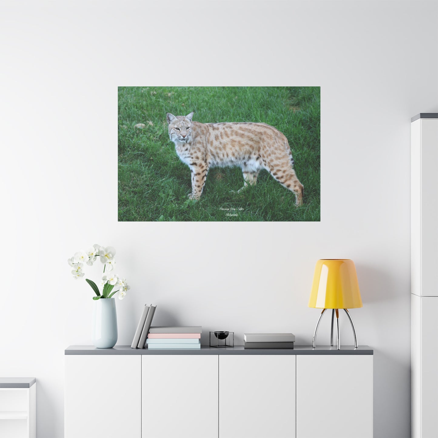 Bobcat Matte Canvas, Stretched, 1.25"