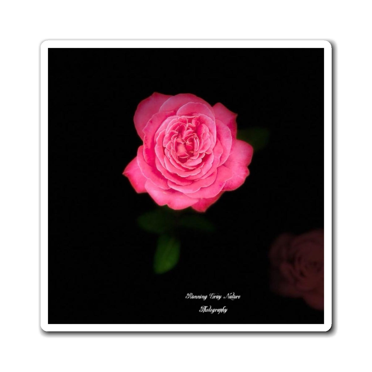 Pink Peace Rose Magnets