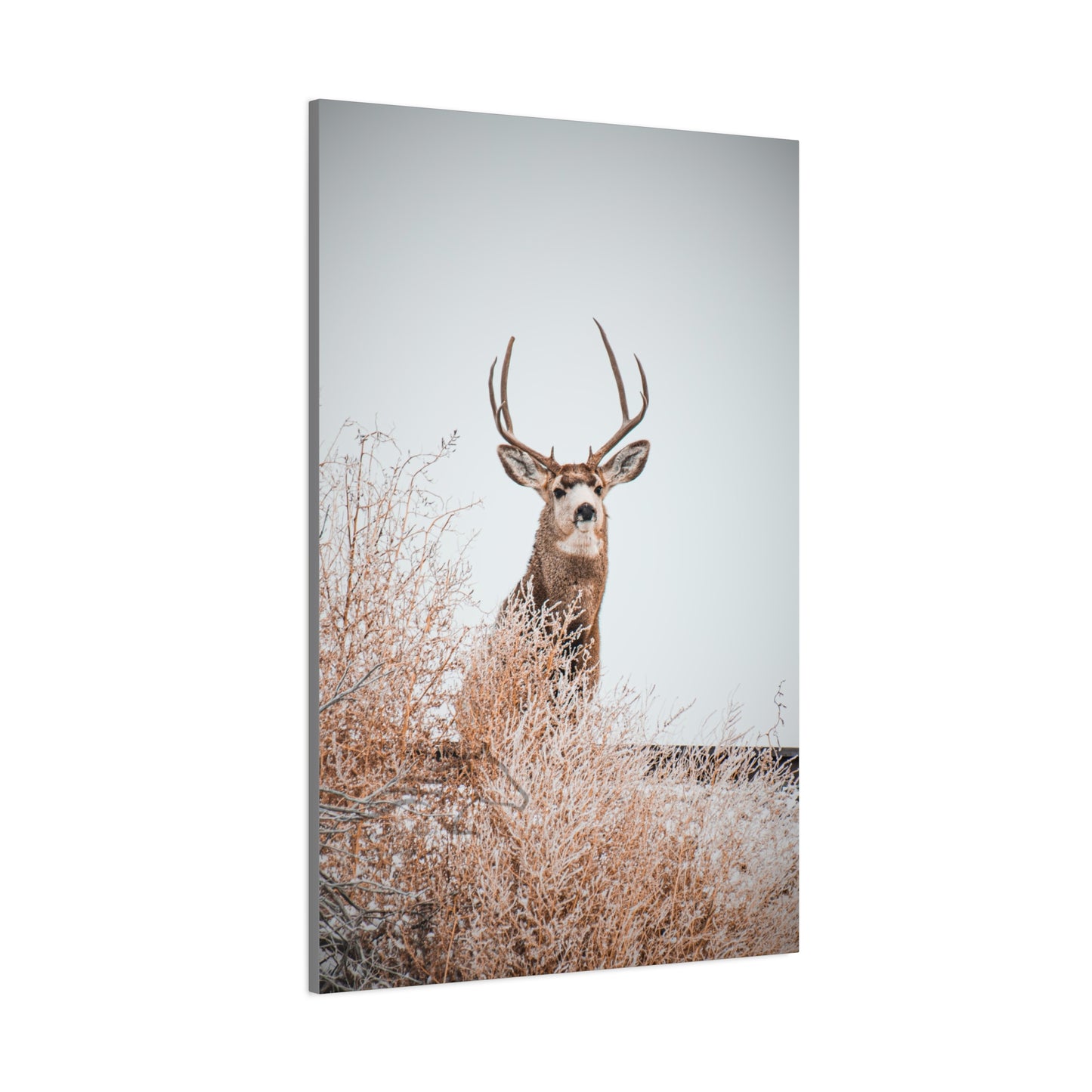 Rustic Deer Canvas