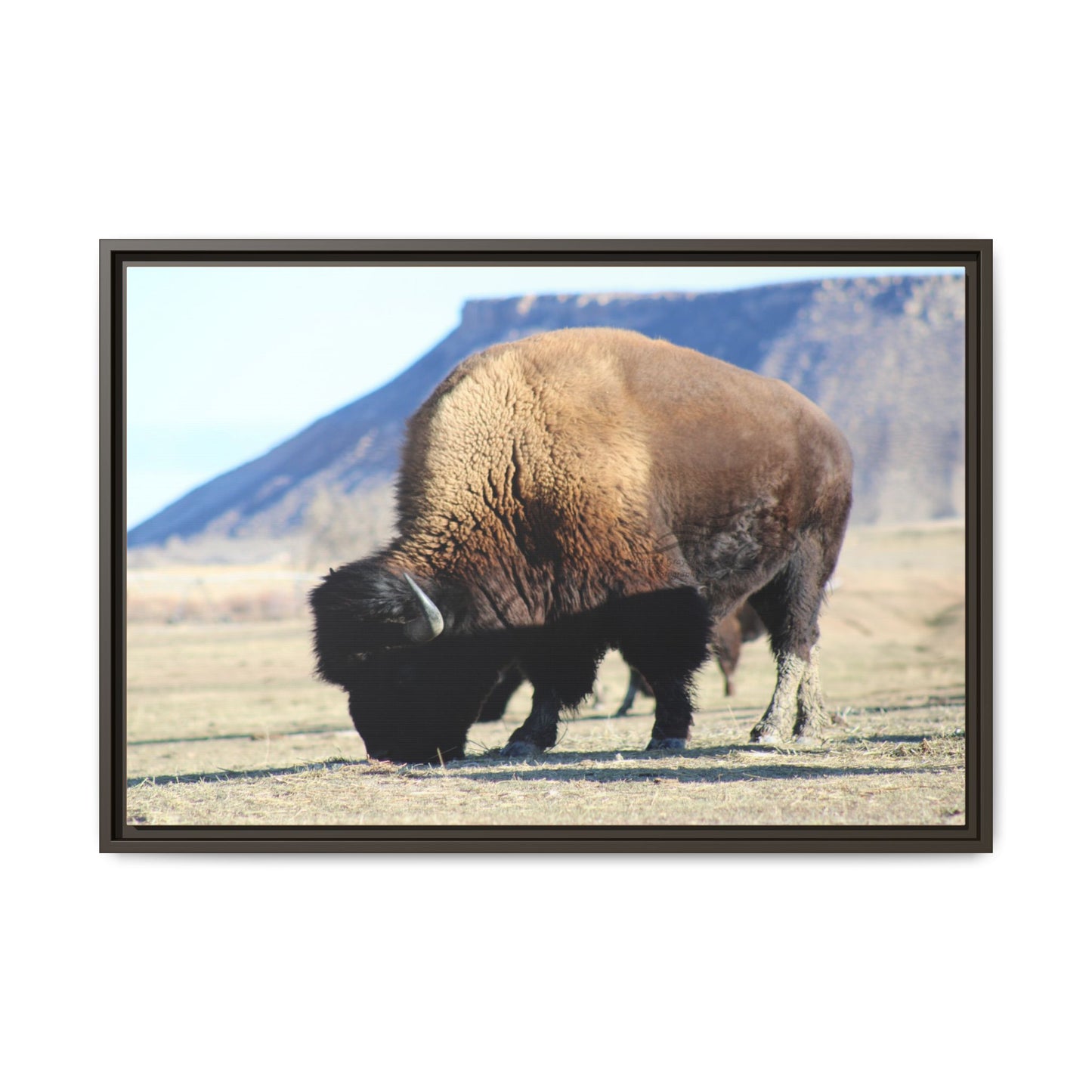 Big Daddy Buffalo Framed Canvas